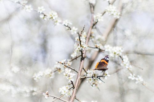 Vlinder Lente Indruk