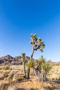 Idyllisch Joshua Tree Nationaal Park van Melanie Viola