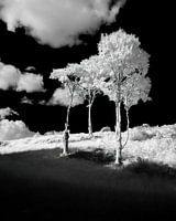Three skinny trees