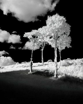 Drei schmale Bäume von AR Photography and Beyond