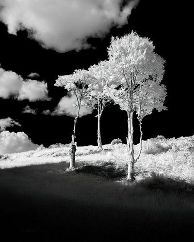 Three skinny trees