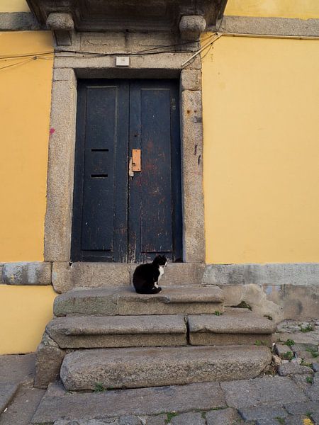 Cat in front of a blue door in Porto by Sofie Duchateau