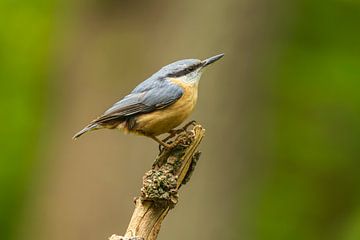 Boomklever (Sitta europaea) op tak tegen vage achtergrond van Chris Stenger