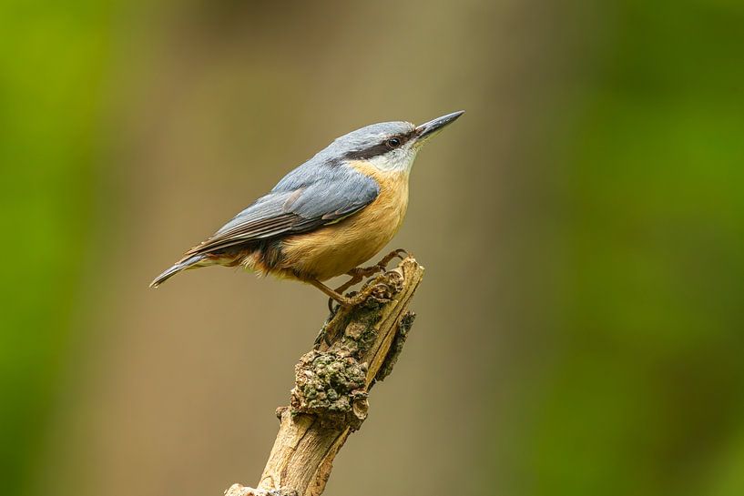 Nuthatch (Sitta europaea) perched on twig against blurred background by Chris Stenger