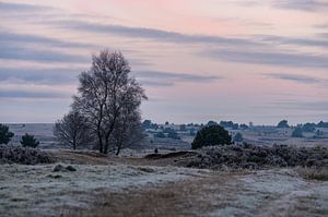 rosa Himmel über Rozendaal