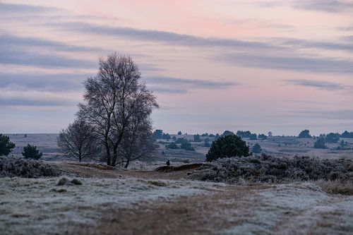 roze lucht boven Rozendaal