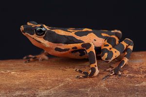 Crapaud arlequin (Atelopus high-mothi)