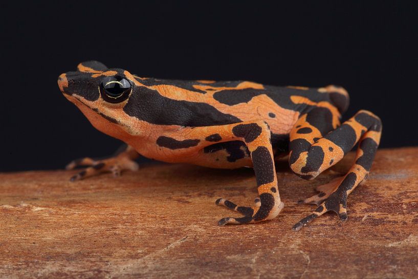 Hoogmoed's Harlequin Toad (Atelopus hoogmoedi) by Ronald Pol
