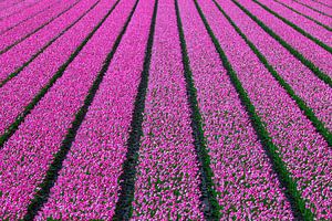 Linienspiel