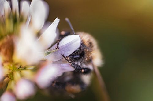 Shy Bublebee