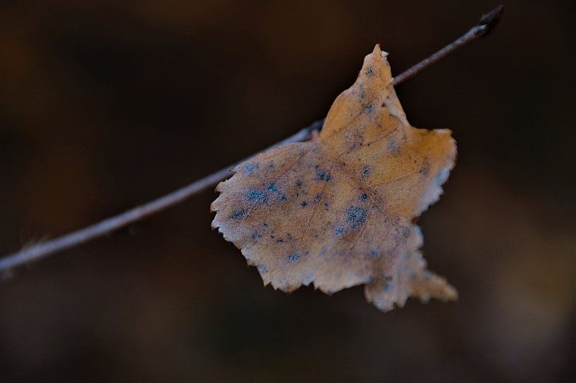 Bevroren Herfstblad in het donker von DoDiLa Foto's