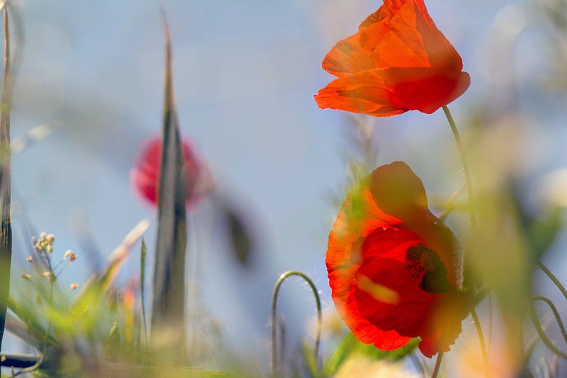 poppies by Kurt Krause