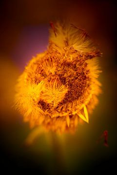 Strahlende Strohblume von Jenco van Zalk