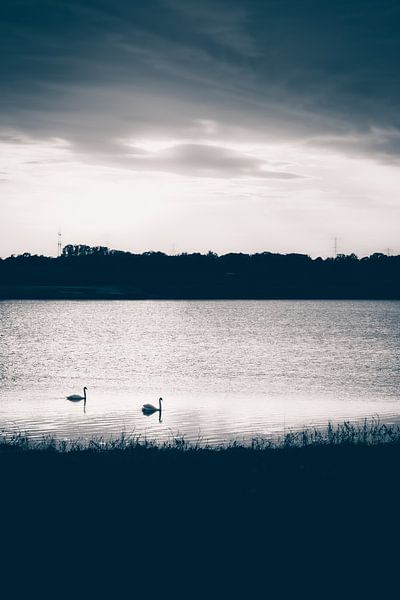 Zwei Schwäne im Wasser bei Sonnenuntergang von ElkeS Fotografie