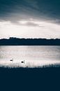 Zwei Schwäne im Wasser bei Sonnenuntergang von ElkeS Fotografie Miniaturansicht