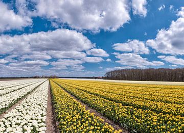 Blumenzwiebelfeld mit gelben und weißen Tulpen, Egmond-binnen, Noord-Holland von Rene van der Meer