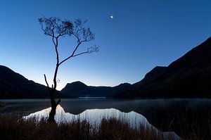 Einsamer Baum am Buttermere See