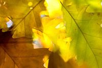 Herfst in blad