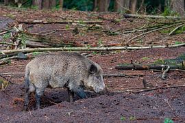 The wild boar. 1 of the piglet 5 of the Netherlands by Merijn Loch