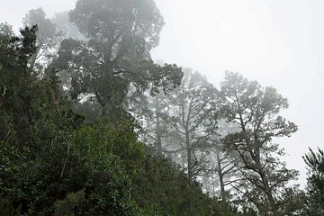 Bäume im Nebel von Helga Kuiper