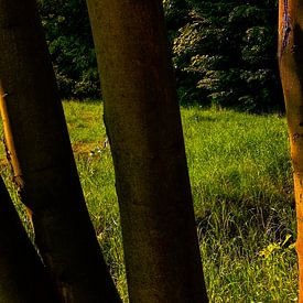 Waldspaziergang mit Blick in die Natur  von Jenny Heß