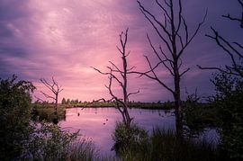 Bald trees Dwingelderveld by Kok and Kok