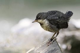 Wasseramsel ( Cinclus cinclus ), flügger Jungvogel hockt auf einem Stein