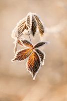 Sunlight on brown leaves with hoarfrost | Winter nature photography | Brown