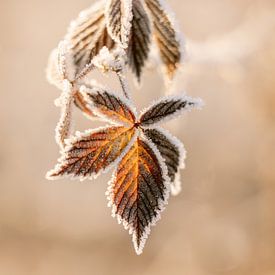 Sonnenlicht auf braunen Blättern mit Raureif | Winter-Naturfotografie | Braun von Marika Huisman fotografie