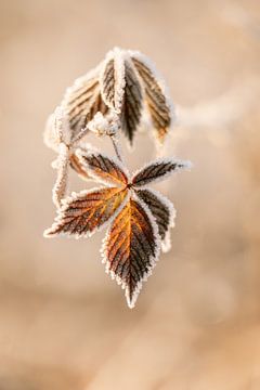 Lumière du soleil sur des feuilles brunes avec du givre | Photographie de la nature en hiver | Brun sur Marika Huisman fotografie