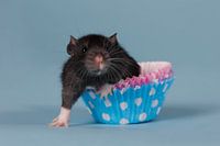 Schwarze Baby-Ratte in einer blauen Muffinform
