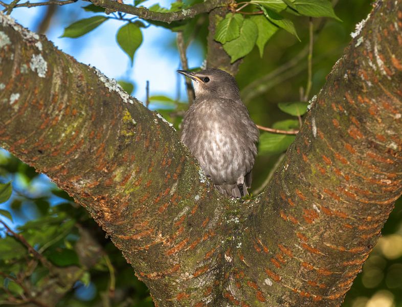 Ein junger Starenvogel von ManfredFotos