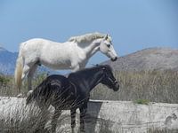 Paarden in de vrije natuur