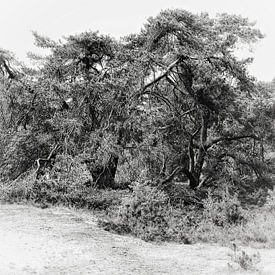 Drie vermoeide reuzen - Grafische foto van een dennenbos van BHotography