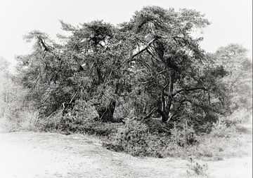 Rustiek - Grafische foto van een dennenbos van BHotography