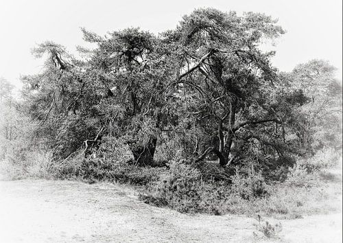 Three weary giants - Graphic image of a pine forest by BHotography