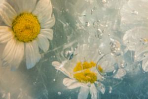 Frozen in time 2