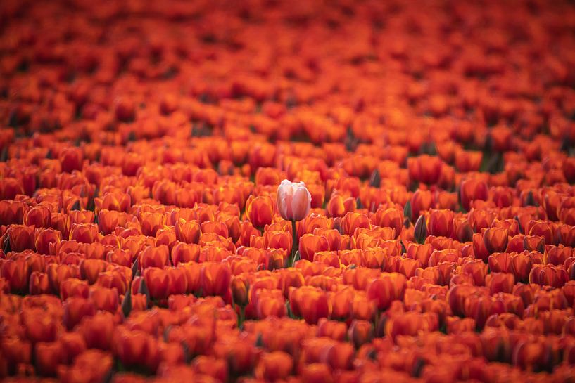 Tulip field - Stick out above the rest by Jilke Hellinga