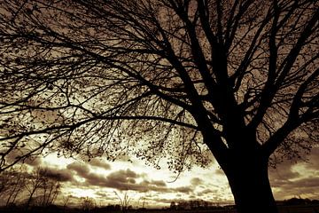 Winter tree by Diana Kors