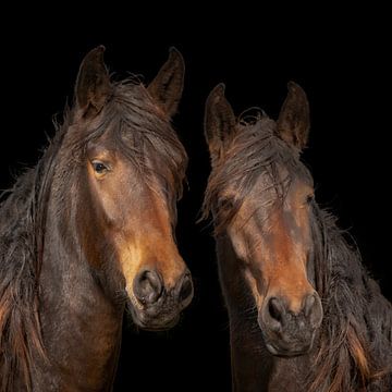 Chevaux KWPN, chevaux à sang chaud sur Gert Hilbink