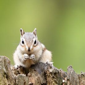 sibirisches Eichhörnchen in einem holländischen Wald von mirka koot