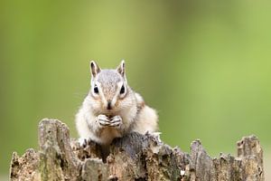 sibirisches Eichhörnchen in einem holländischen Wald