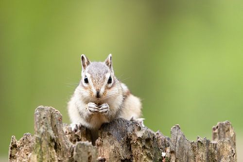 sibirisches Eichhörnchen in einem holländischen Wald