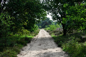 Ein Feldweg über die Veluwe im Sommer