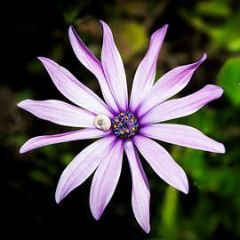 Purple African daisy with a tiny snail shell