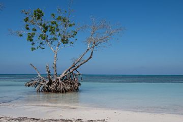 Mangrove langs de kust. van Joes van Asten