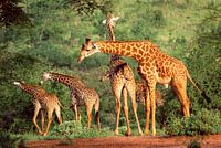Groep giraffen in Kenia