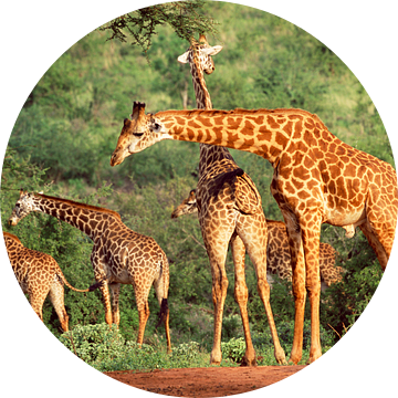 Groep giraffen in Kenia van Nature in Stock