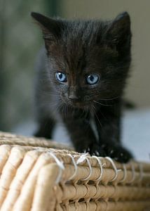 Schwarz Kätzchen auf Weidenkorb von Christa Thieme-Krus