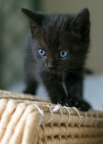 Black kitten on wicker basket